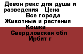Девон рекс для души и разведения › Цена ­ 20 000 - Все города Животные и растения » Кошки   . Свердловская обл.,Ирбит г.
